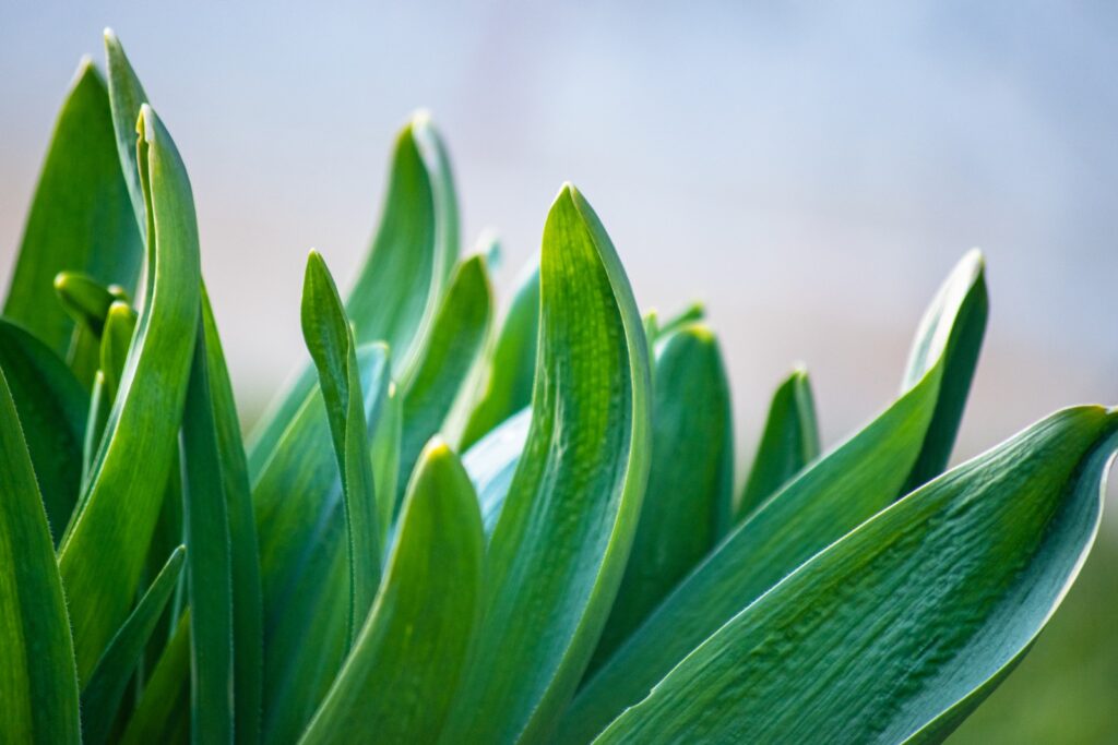 green plant in close up photography